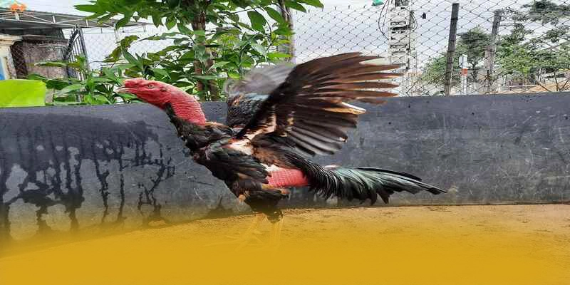 Hệ thống chăm sóc khách hàng tại FB88 Hệ thống chăm sóc khách hàng tại FB88